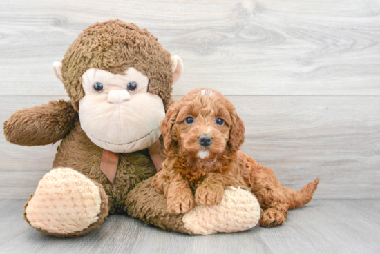 Petite Mini Goldendoodle Poodle Mix Pup