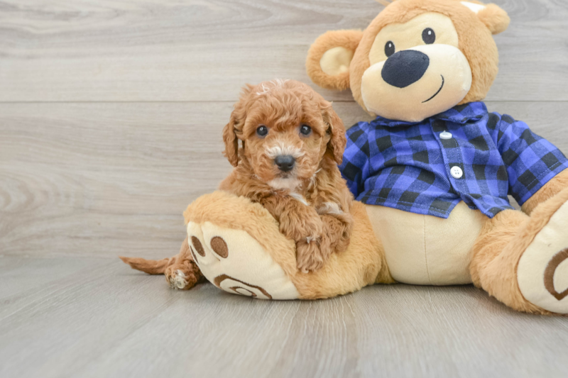 Meet Happenstance - our Mini Goldendoodle Puppy Photo 1/3 - Premier Pups