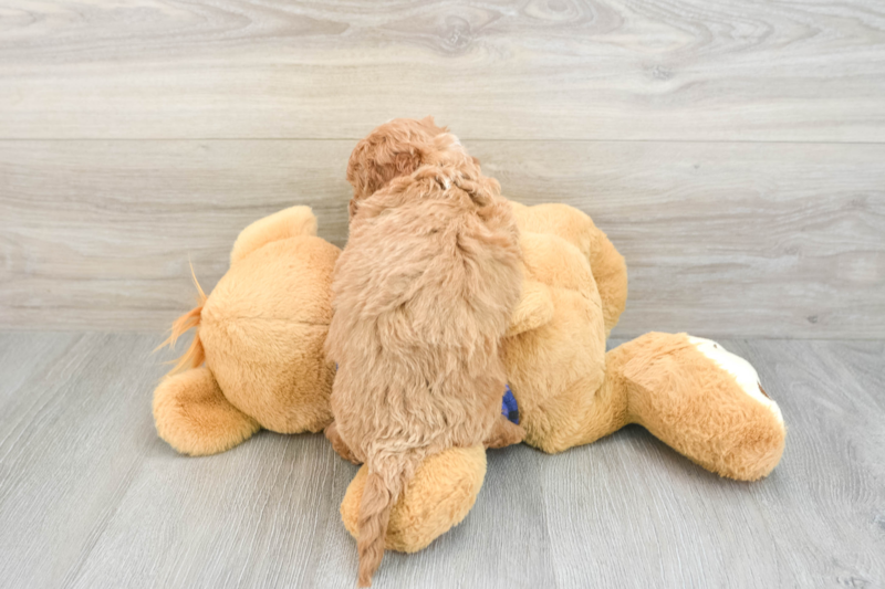 Meet Happenstance - our Mini Goldendoodle Puppy Photo 2/3 - Premier Pups