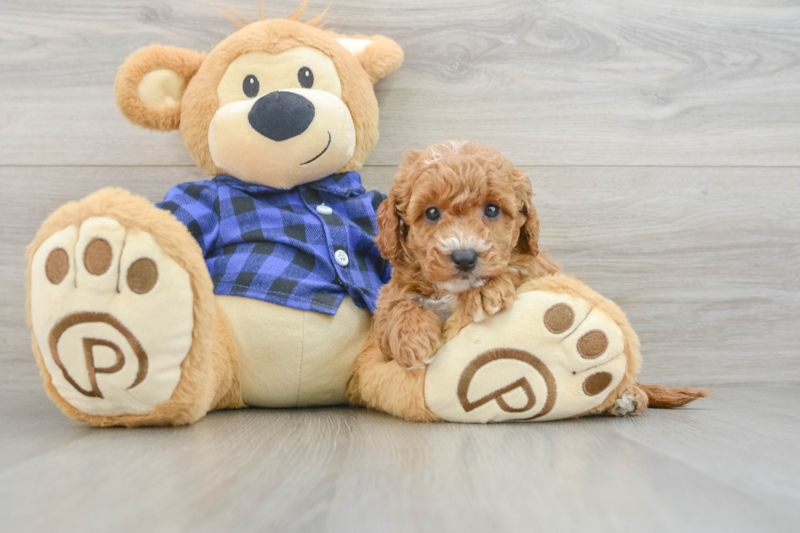 Meet Happenstance - our Mini Goldendoodle Puppy Photo 3/3 - Premier Pups