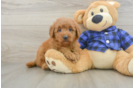 Smart Mini Goldendoodle Poodle Mix Pup