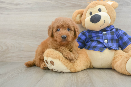 Smart Mini Goldendoodle Poodle Mix Pup