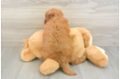 Sweet Mini Goldendoodle Baby