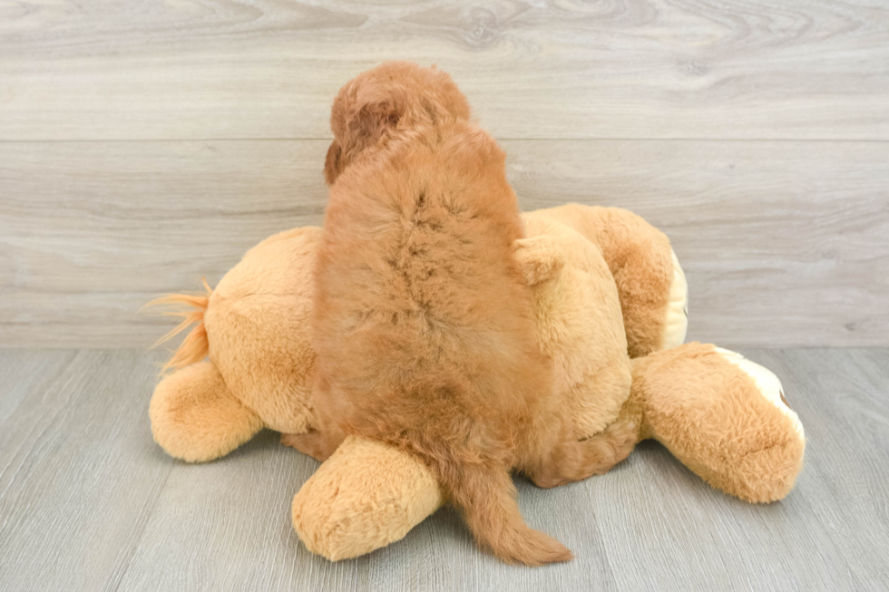 Sweet Mini Goldendoodle Baby