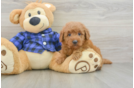 Little Mini Goldenpoo Poodle Mix Puppy