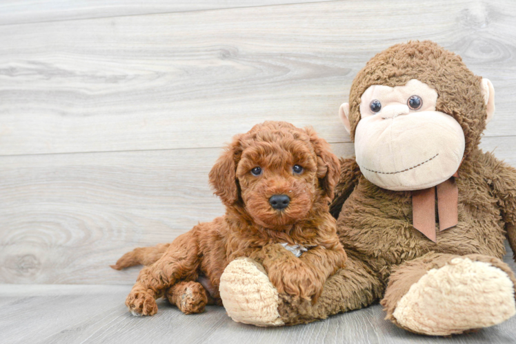 Mini Goldendoodle Pup Being Cute