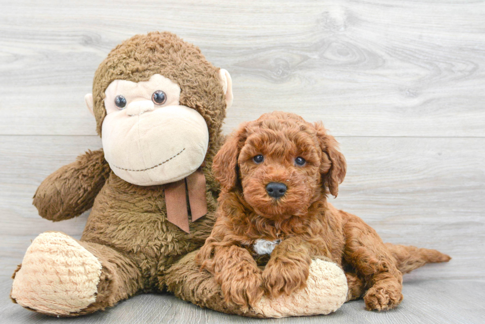 Popular Mini Goldendoodle Poodle Mix Pup