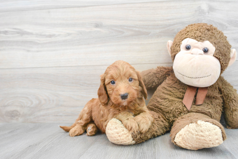 Mini Goldendoodle Puppy for Adoption