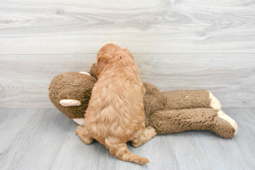 Mini Goldendoodle Pup Being Cute