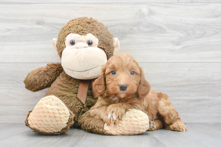 Best Mini Goldendoodle Baby