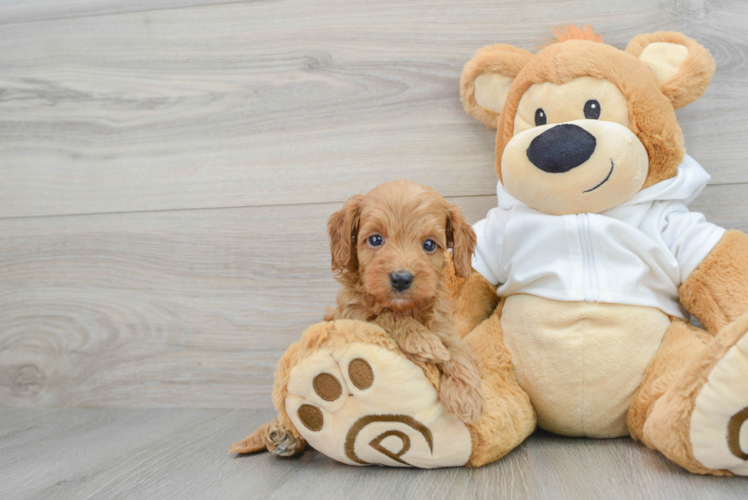 Mini Goldendoodle Puppy for Adoption