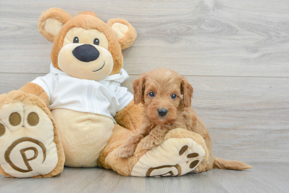 Mini Goldendoodle Pup Being Cute