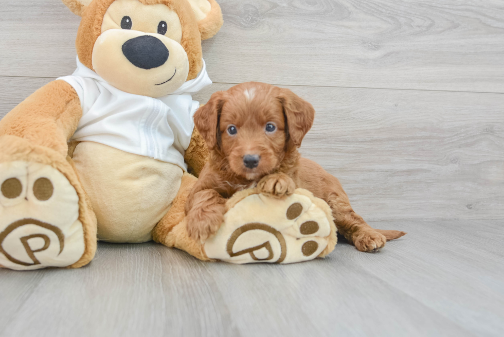 Mini Goldendoodle Puppy for Adoption