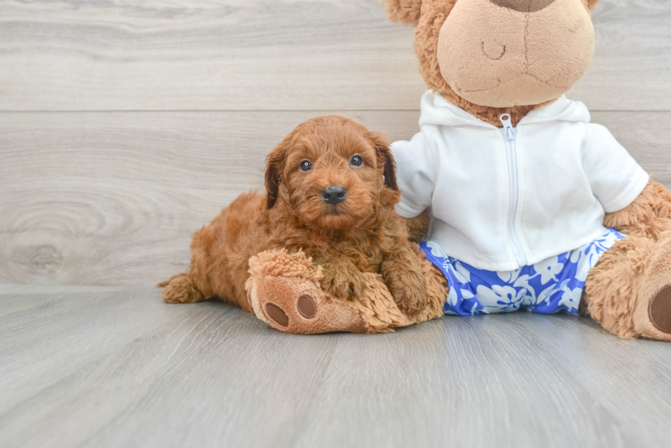 Mini Goldendoodle Puppy for Adoption