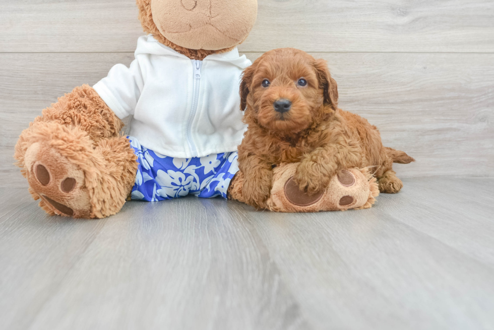 Mini Goldendoodle Puppy for Adoption