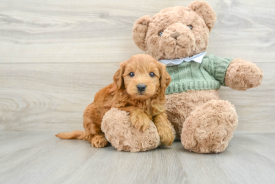 Funny Mini Goldendoodle Poodle Mix Pup