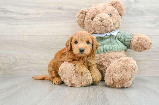 Funny Mini Goldendoodle Poodle Mix Pup