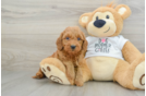 Best Mini Goldendoodle Baby