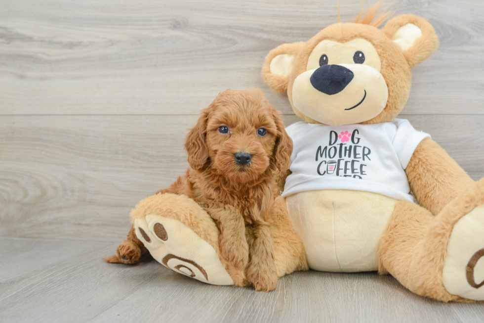 Best Mini Goldendoodle Baby