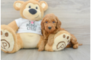 Mini Goldendoodle Puppy for Adoption