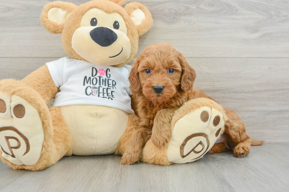 5 week old Mini Goldendoodle Puppy For Sale - Premier Pups