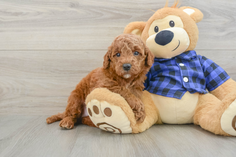 Meet Hardy - our Mini Goldendoodle Puppy Photo 1/3 - Premier Pups