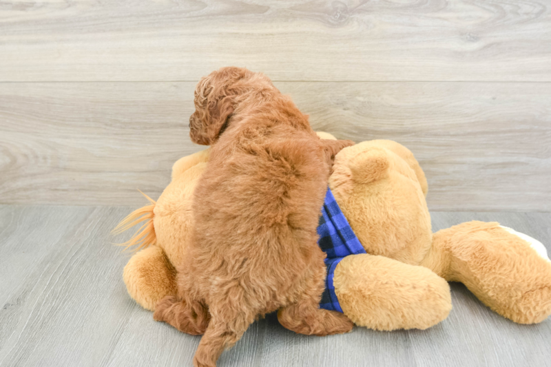 Meet Hardy - our Mini Goldendoodle Puppy Photo 2/3 - Premier Pups