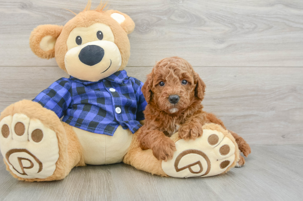 5 week old Mini Goldendoodle Puppy For Sale - Premier Pups