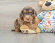 7 week old Mini Goldendoodle Puppy For Sale - Premier Pups