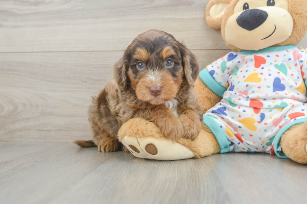 6 week old Mini Goldendoodle Puppy For Sale - Premier Pups
