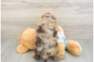 Cute Mini Goldendoodle Baby