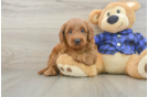Mini Goldendoodle Puppy for Adoption