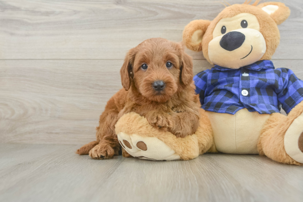 Mini Goldendoodle Puppy for Adoption