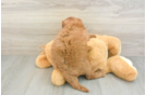 Hypoallergenic Mini Goldiepoo Poodle Mix Puppy