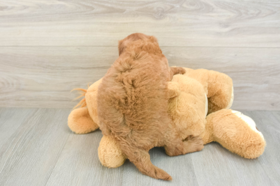 Hypoallergenic Mini Goldiepoo Poodle Mix Puppy