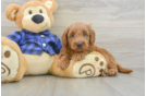 Energetic Golden Doodle Poodle Mix Puppy