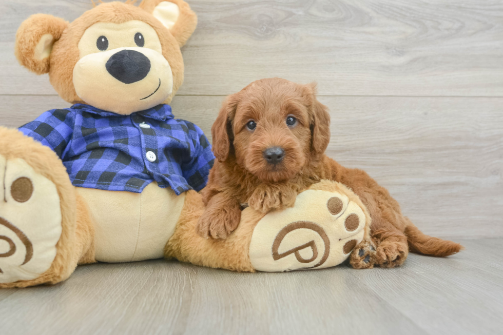 Energetic Golden Doodle Poodle Mix Puppy