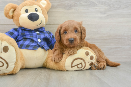 Energetic Golden Doodle Poodle Mix Puppy