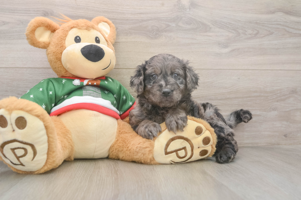 5 week old Mini Goldendoodle Puppy For Sale - Premier Pups