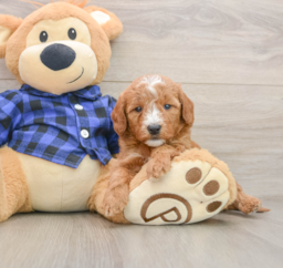 7 week old Mini Goldendoodle Puppy For Sale - Premier Pups