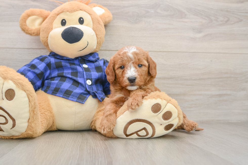 Petite Mini Goldendoodle Poodle Mix Pup