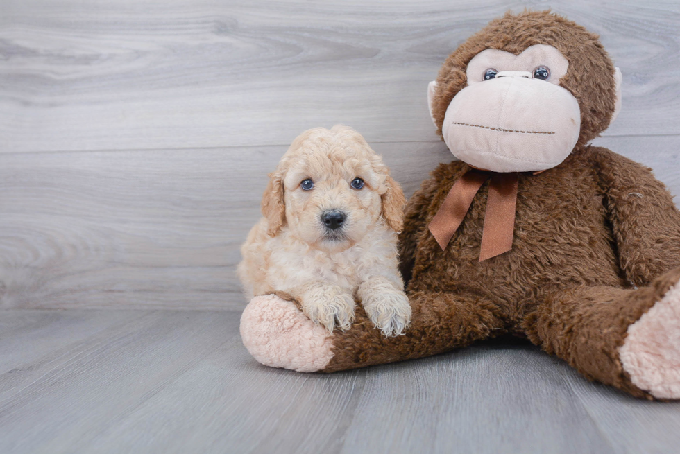 Little Golden Retriever Poodle Mix Puppy