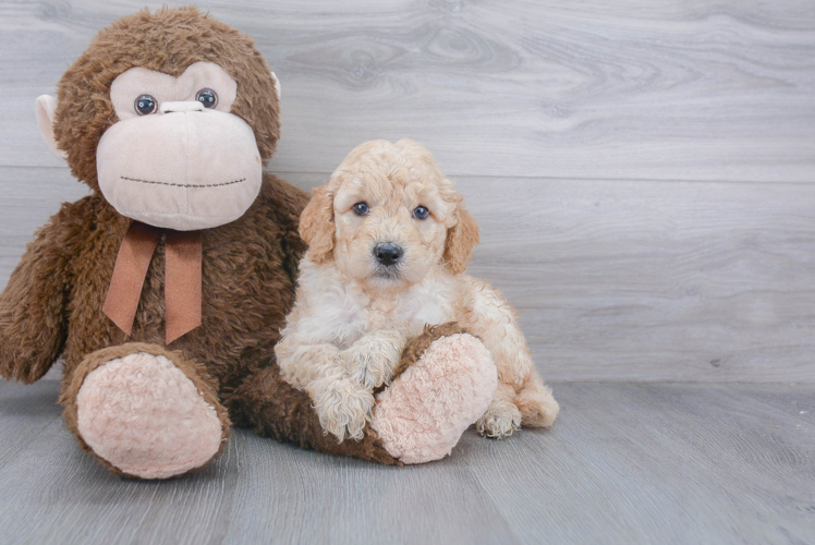 Little Golden Retriever Poodle Mix Puppy