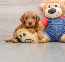 6 week old Mini Goldendoodle Puppy For Sale - Premier Pups