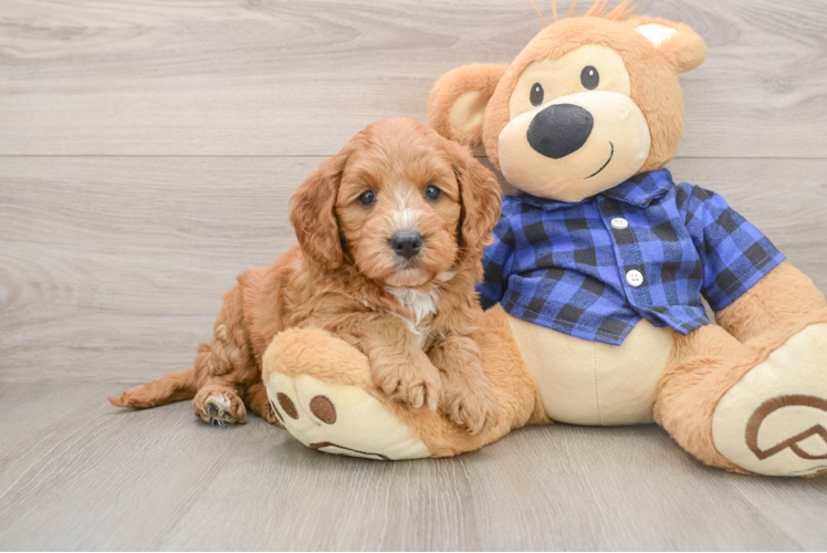Best Mini Goldendoodle Baby