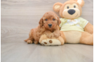 Best Mini Goldendoodle Baby