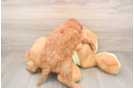 Small Mini Goldendoodle Baby