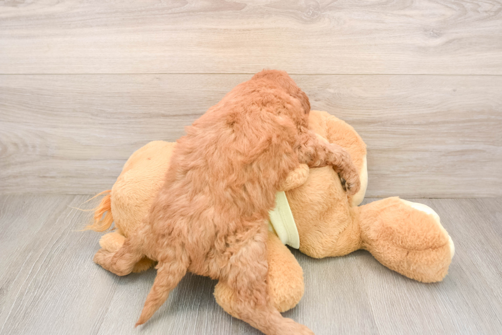 Small Mini Goldendoodle Baby