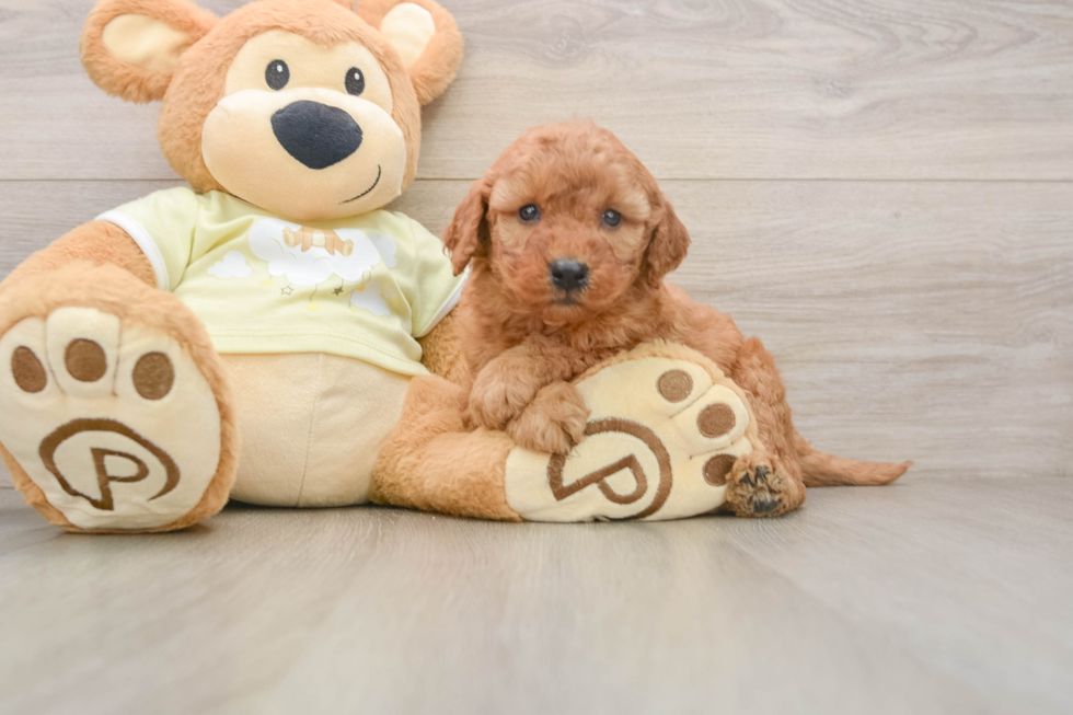 Popular Mini Goldendoodle Poodle Mix Pup