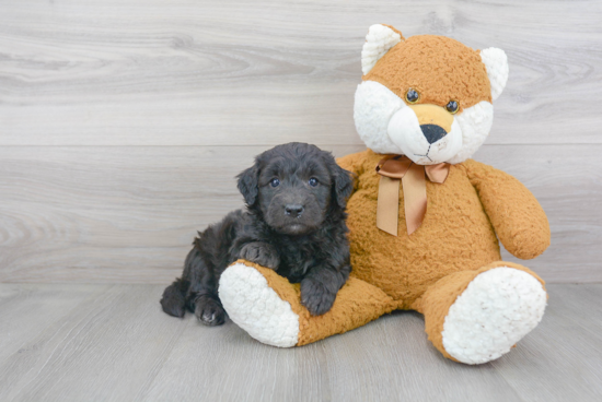 Energetic Golden Retriever Poodle Mix Puppy